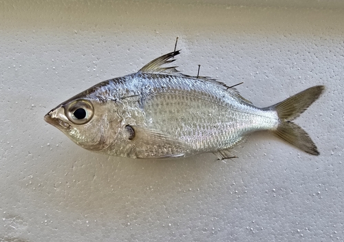 Pacific flagfin mojarra (Eucinostomus currani) — Gerreidae — 3