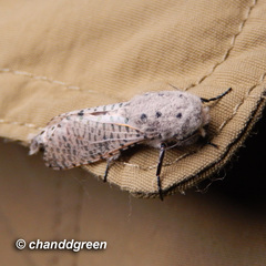 Polyphagozerra coffeae