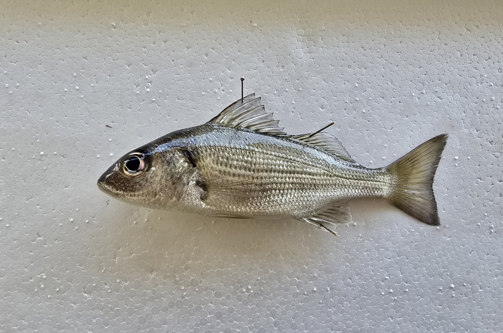 Glanzende grommer (Haemulopsis nitidus) — Haemulidae