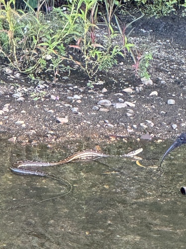 Coastal Carpet Python sighting