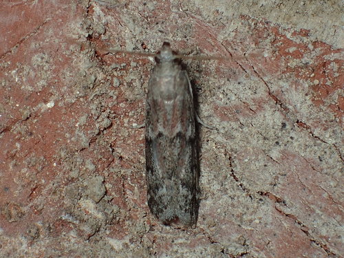 Dried Fruit Moth photo 5