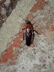 Pseudomops septentrionalis