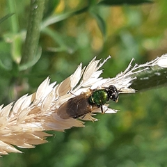 Chloromyia formosa