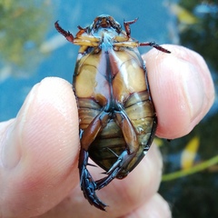 Cybister lateralimarginalis