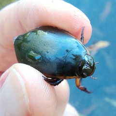 Cybister lateralimarginalis