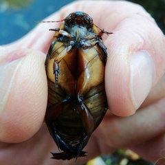 Cybister lateralimarginalis