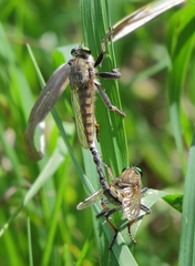 Promachus vertebratus