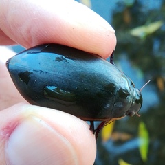 Cybister lateralimarginalis