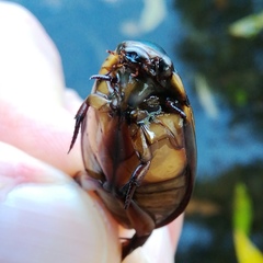 Cybister lateralimarginalis