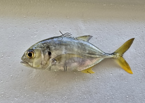 Pacific crevalle jack (Caranx caninus) — Carangidae — 2