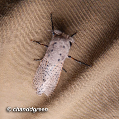 Polyphagozerra coffeae