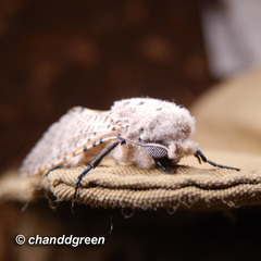 Polyphagozerra coffeae