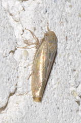 Thamnotettix dilutior