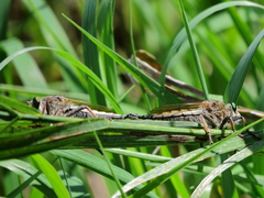Promachus vertebratus