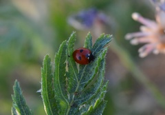 Coccinella quinquepunctata