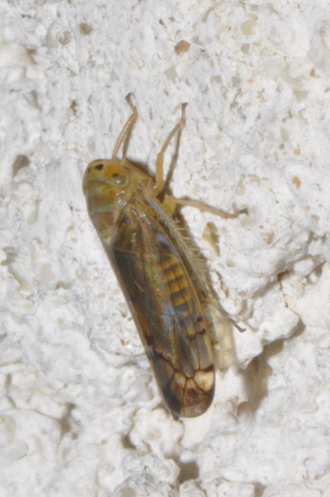 Anoplotettix