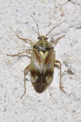Lygus gemellatus