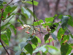 Archidendron grandiflorum