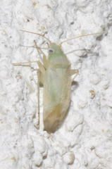 Asciodema obsoleta