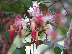 Archidendron grandiflorum