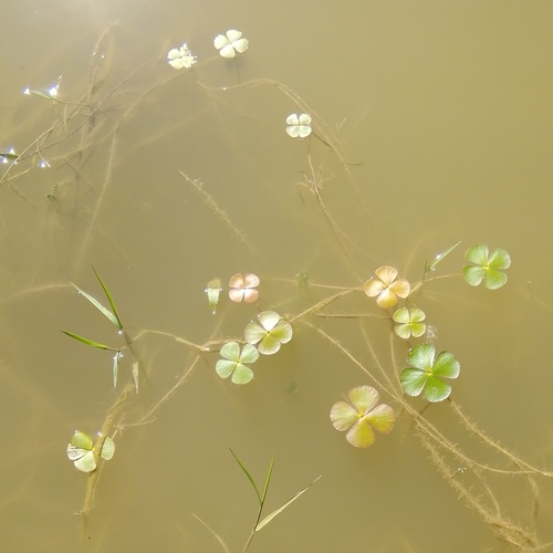 marsilea štvorlistá (Marsilea quadrifolia)