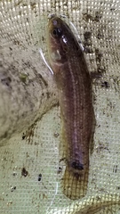 Umbra pygmaea