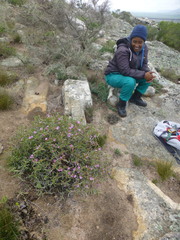 Ruschia klipbergensis