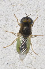 Oplodontha viridula