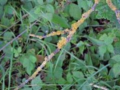 Xanthoria parietina