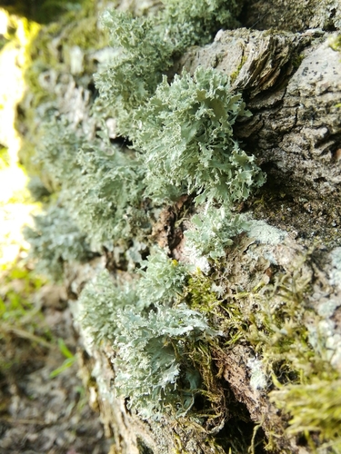 stužkovec (Ramalina)