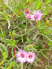 Ruschia klipbergensis