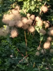 Cotinus coggygria