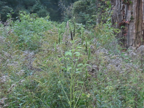 Image of Agastache nepetoides by no rights reserved