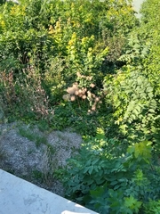 Cotinus coggygria