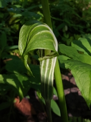 Arisaema stewardsonii