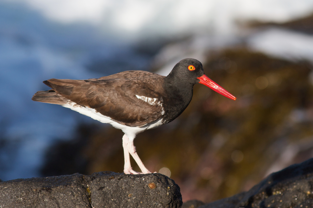 American × Black Oystercatcher hybrid