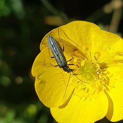 Oedemera nobilis
