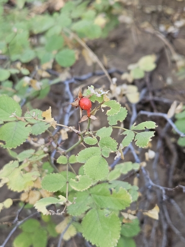 Rosa bridgesii, photograph 5