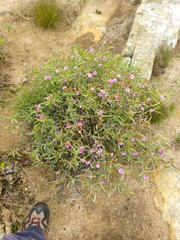Ruschia klipbergensis