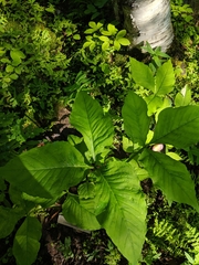 Arisaema stewardsonii