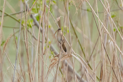 Locustella luscinioides