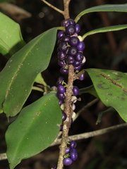 Myrsinoideae