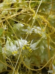 Cuscuta subinclusa