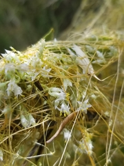 Cuscuta subinclusa