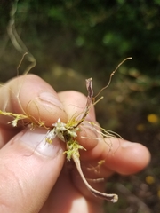 Cuscuta subinclusa