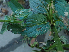 Scrophularia auriculata