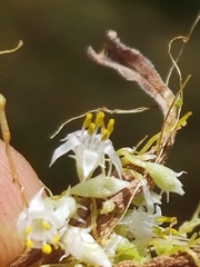 Cuscuta subinclusa