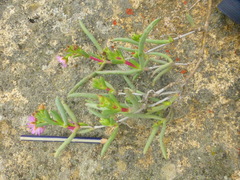 Ruschia klipbergensis