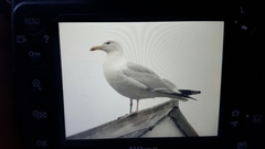 Larus argentatus