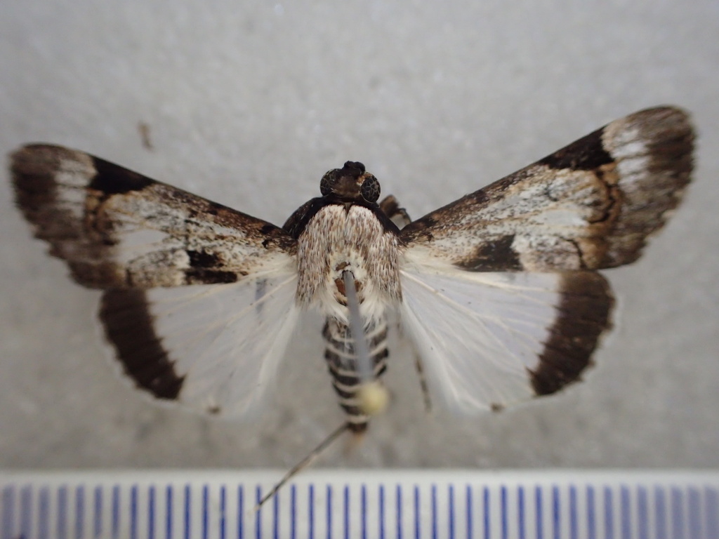 Audea irioleuca from Mitchell Plateau WA 6740, Australia on June 26 ...